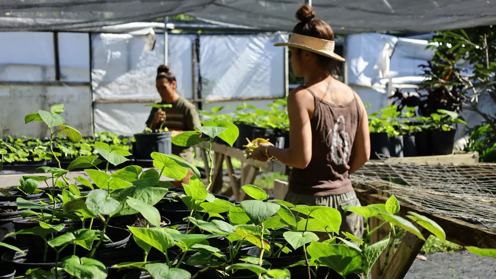 Inside or outside Kanaka Kava